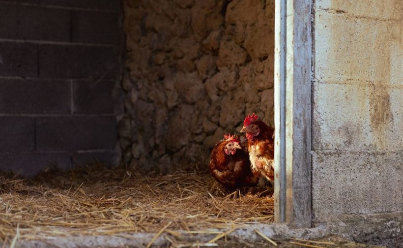 Chicken Coop Demolition — DrouCo